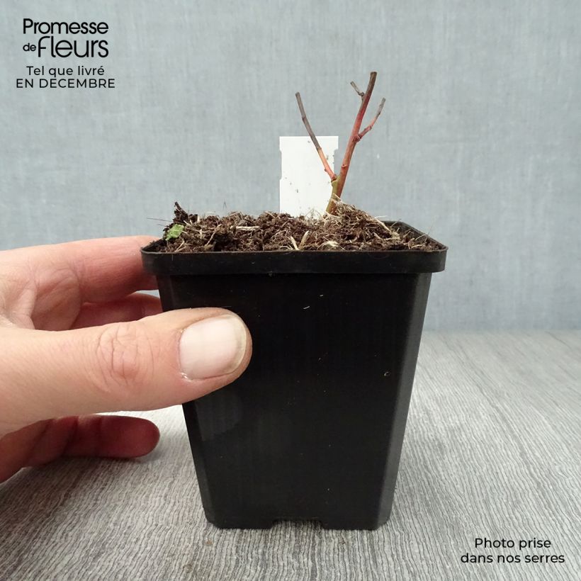 Euphorbia griffithii Fireglow - Spurge 8/9 cm pot sample as delivered in winter