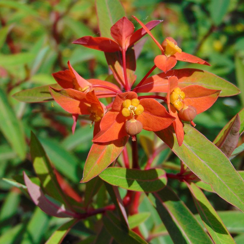 Euphorbia griffithii Fireglow - Spurge (Flowering)