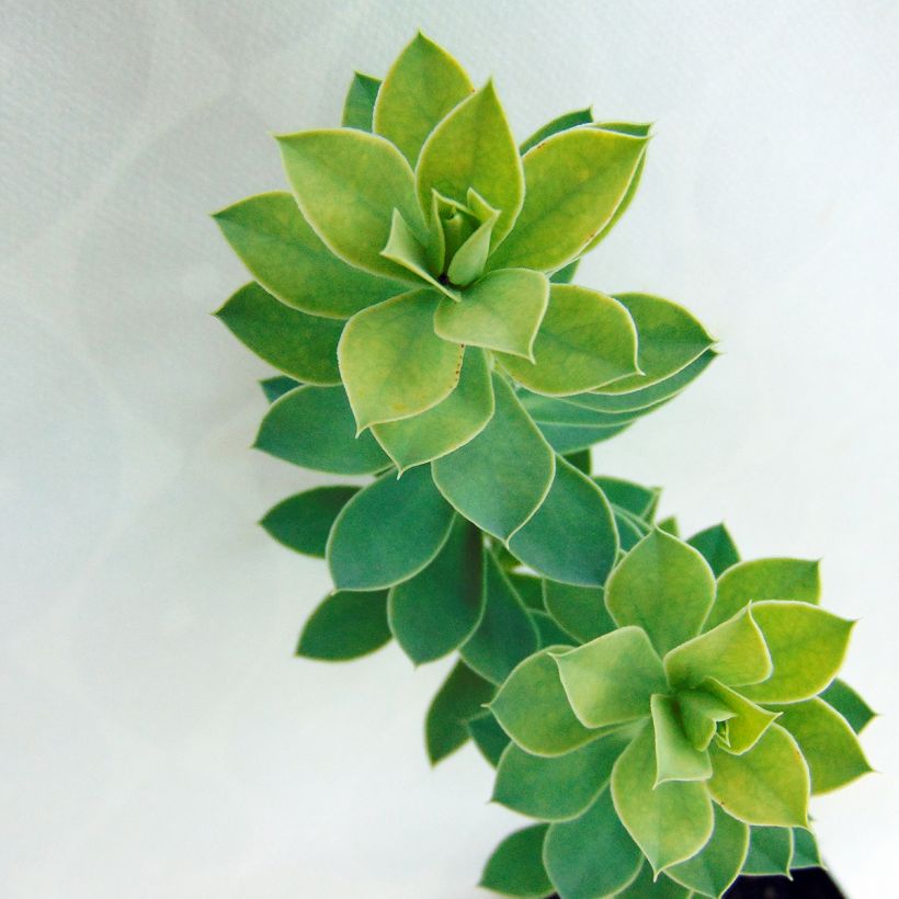 Euphorbia myrsinites - Spurge (Foliage)