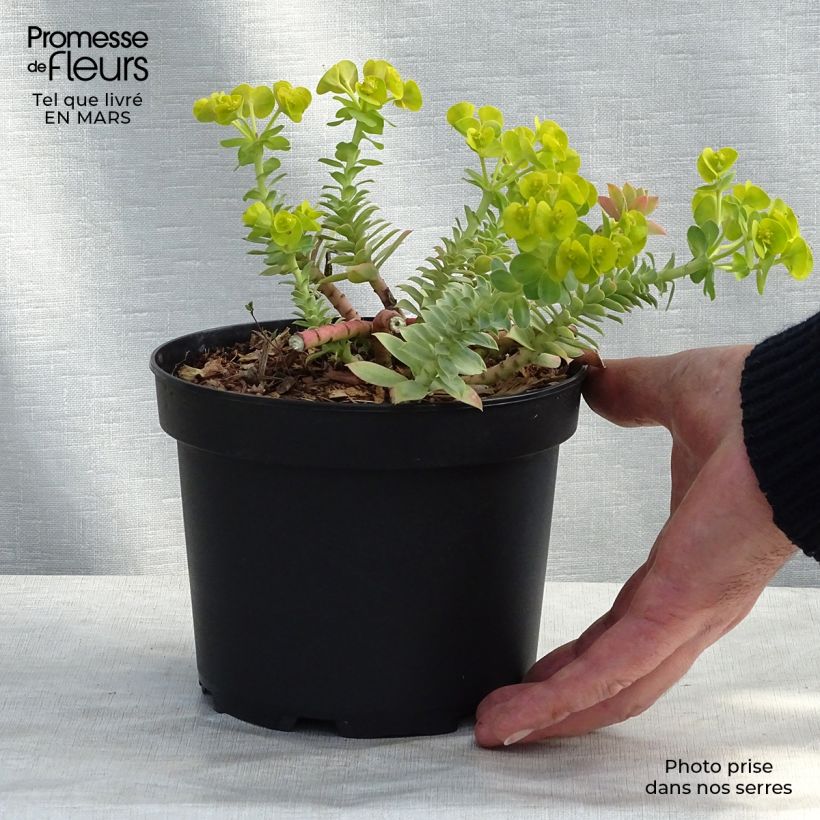 Euphorbia myrsinites - Spurge 2L/3L pot sample as delivered in spring