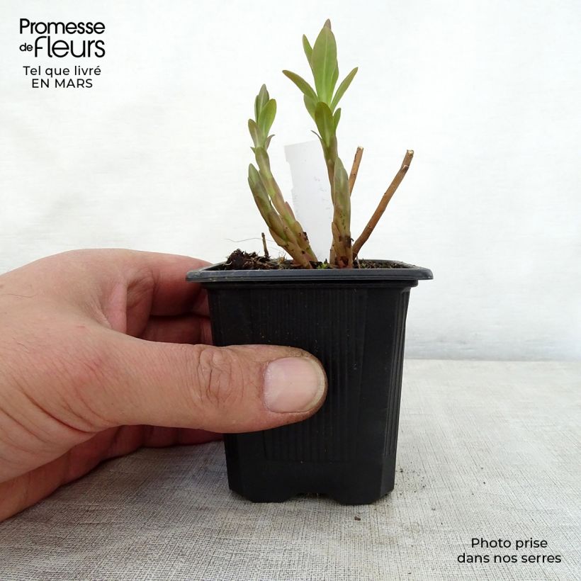 Euphorbia palustris - Spurge 8/9 cm pot sample as delivered in spring