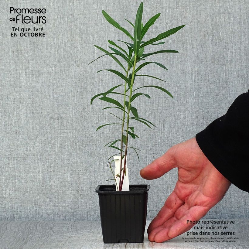 Euphorbia palustris - Spurge 8/9 cm pot sample as delivered in autumn