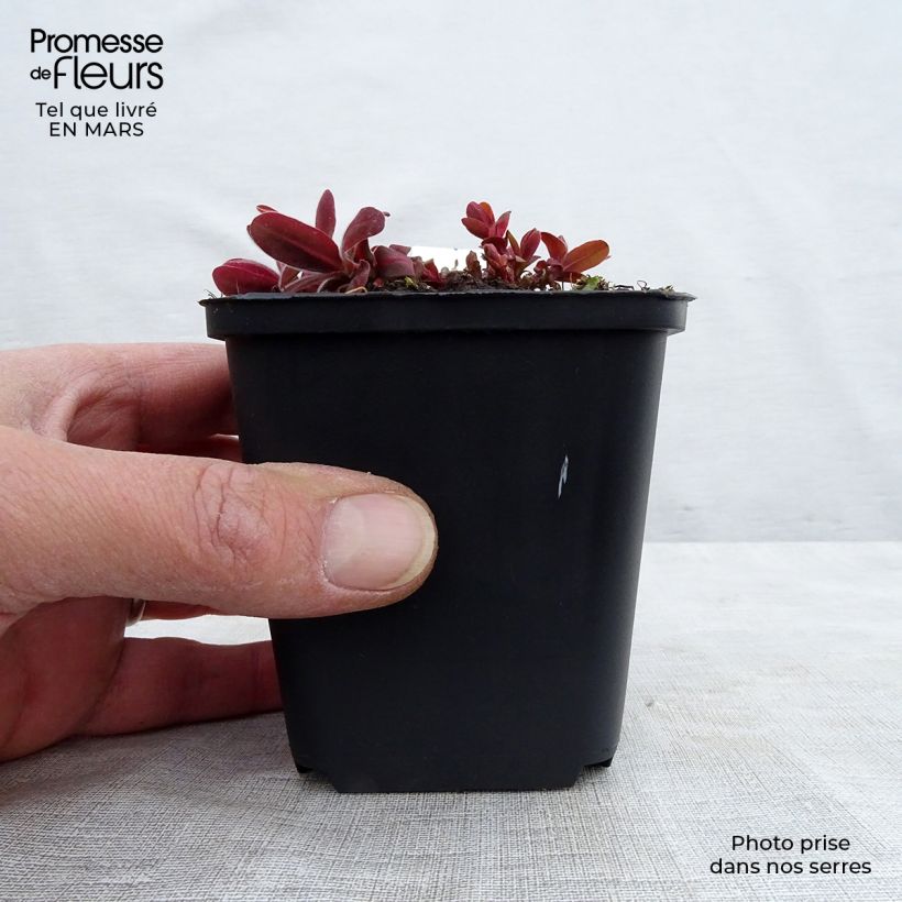 Euphorbia polychroma Bonfire - Spurge 8/9 cm pot sample as delivered in spring