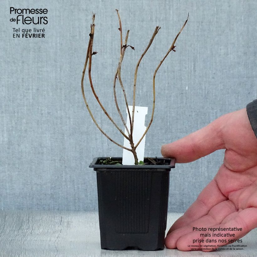 Euphorbia schillingii - Spurge 8/9 cm pot sample as delivered in winter