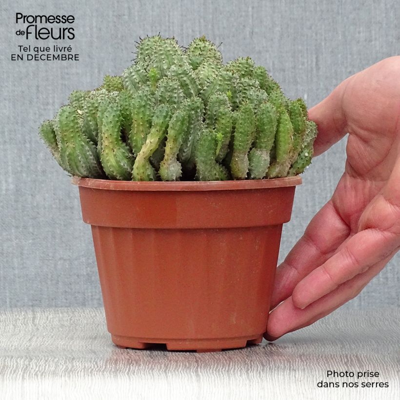 Euphorbia submammillaris - Spurge 12cm pot sample as delivered in winter