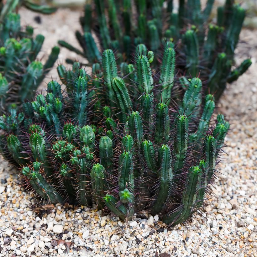 Euphorbia enopla (Plant habit)