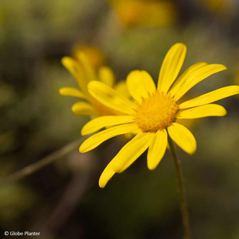 Euryops Infinity - African bush daisy (Flowering)