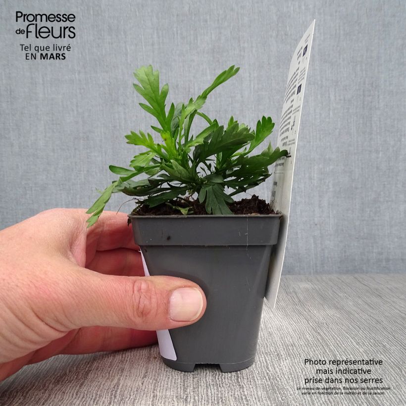 Euryops chrysanthemoides Sonnenschein 8/9 cm pot sample as delivered in spring