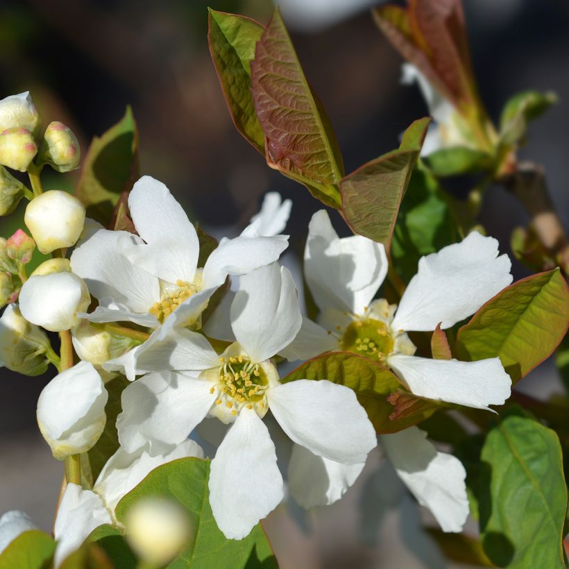 Exochorda serratifolia Snow White (Flowering)