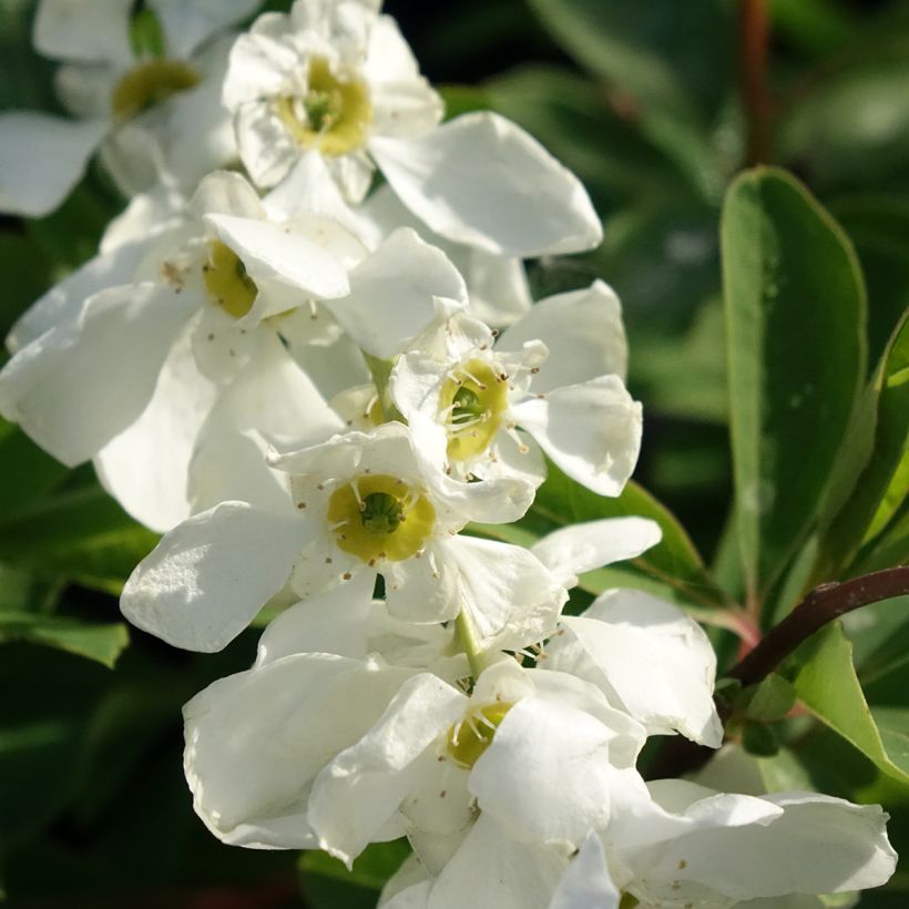 Exochorda macrantha  The Bride (Flowering)