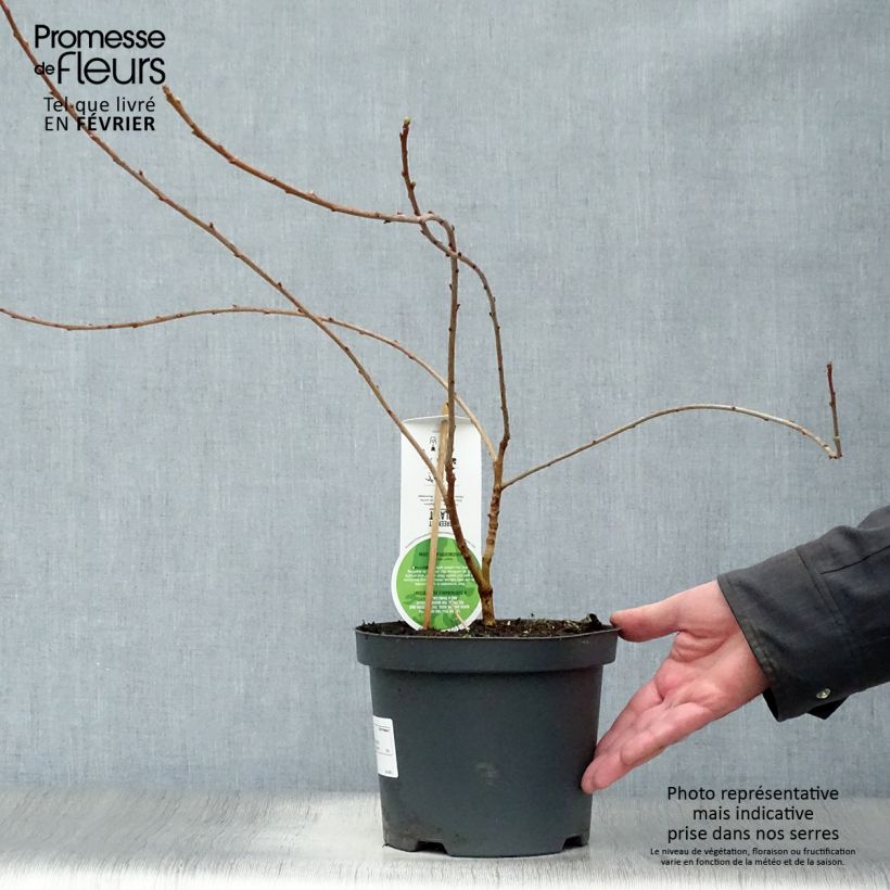 Exochorda macrantha  The Bride 2L/3L pot sample as delivered in winter