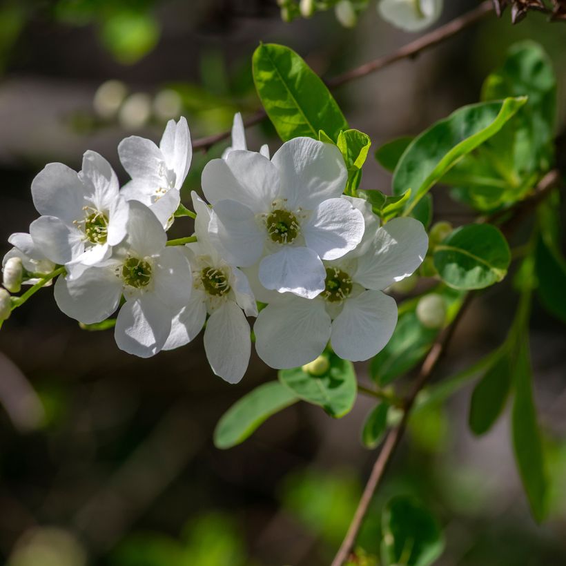 Exochorda racemosa Snow Mountain - Pearlbush (Flowering)