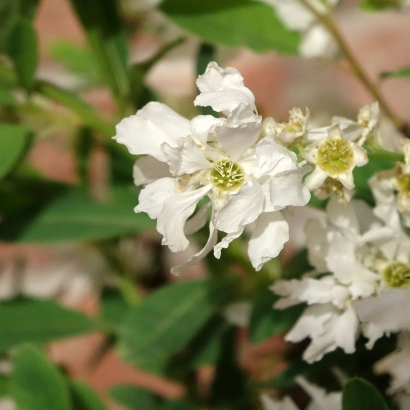 Exochorda macrantha  The Bride (Flowering)