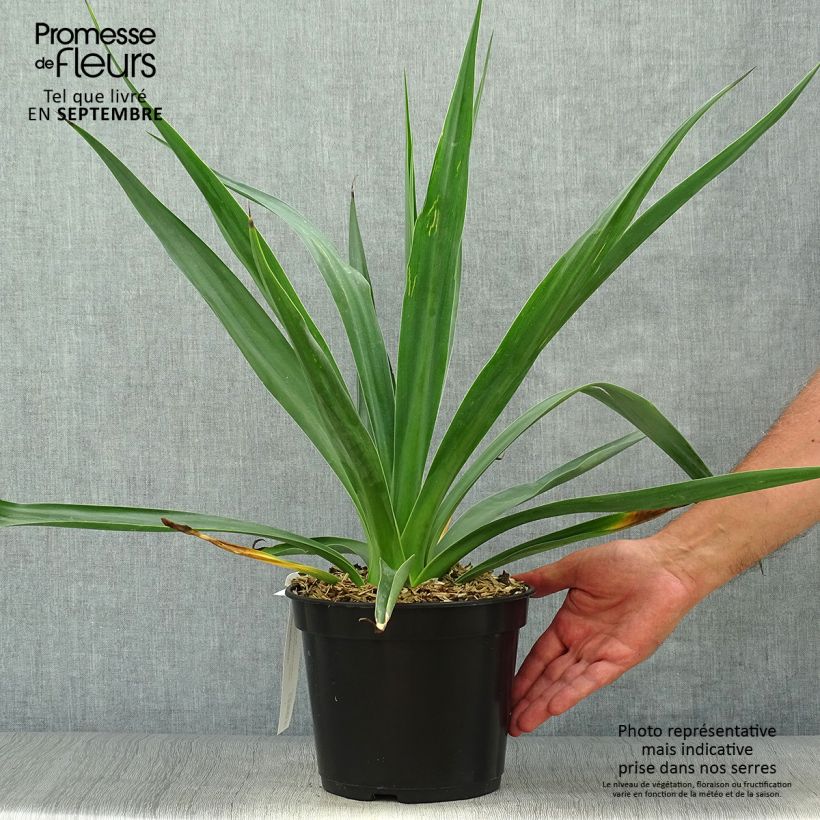 Furcraea bedinghausii 3L/4L pot sample as delivered in autumn