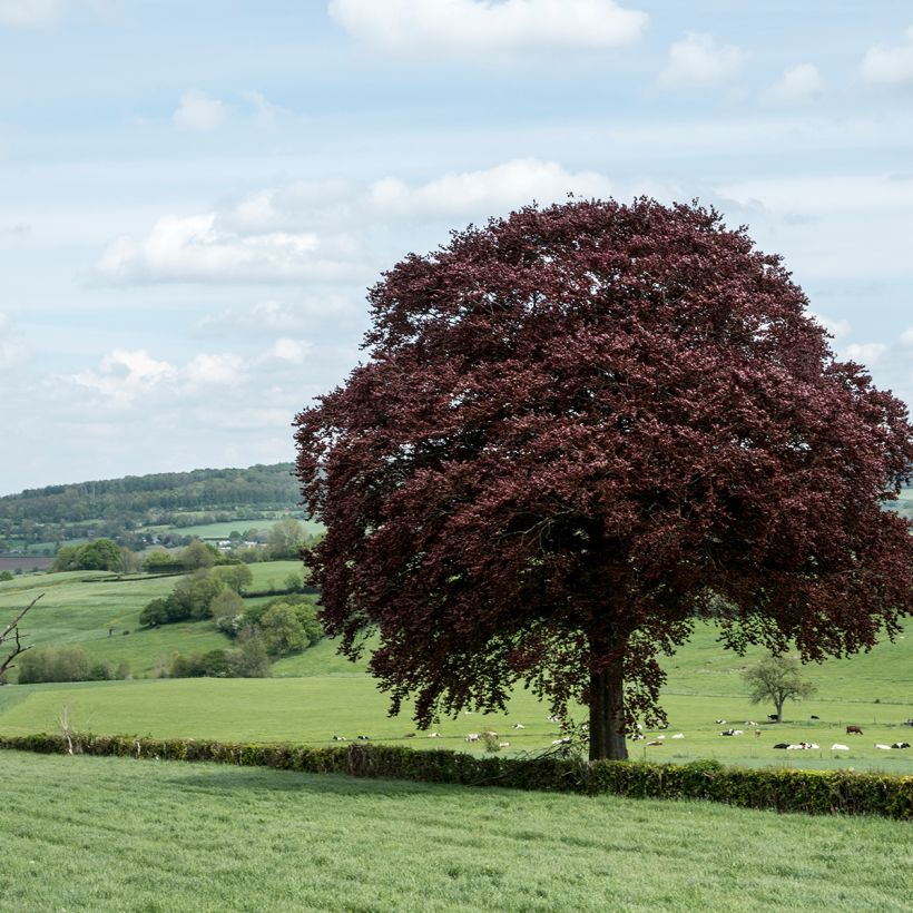 Fagus sylvatica Atropunicea (Plant habit)
