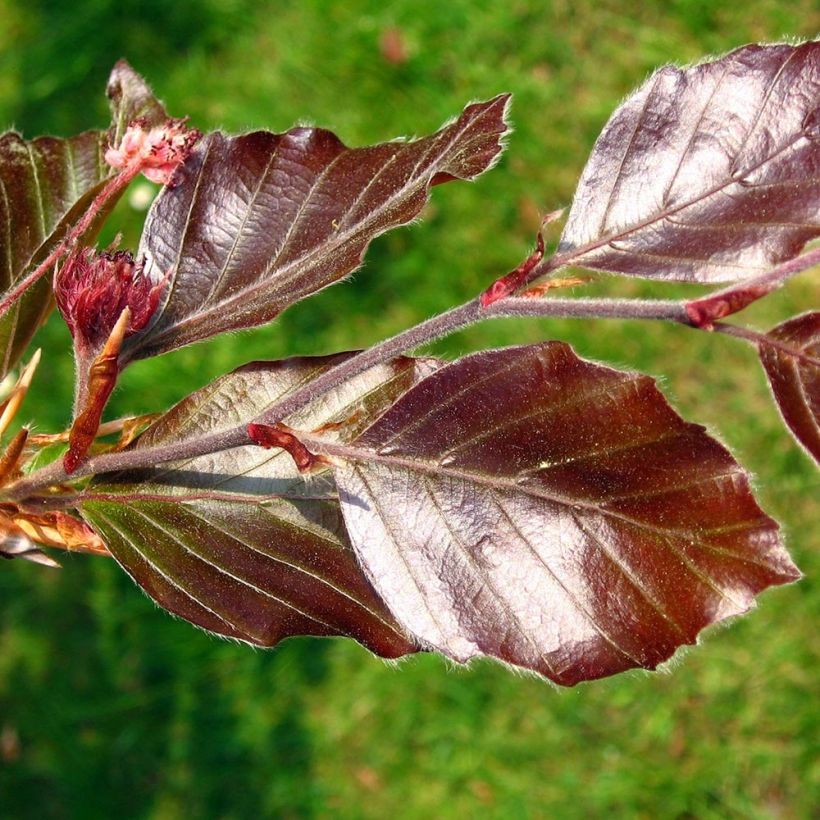 Fagus sylvatica Atropurpurea - Beech (Foliage)