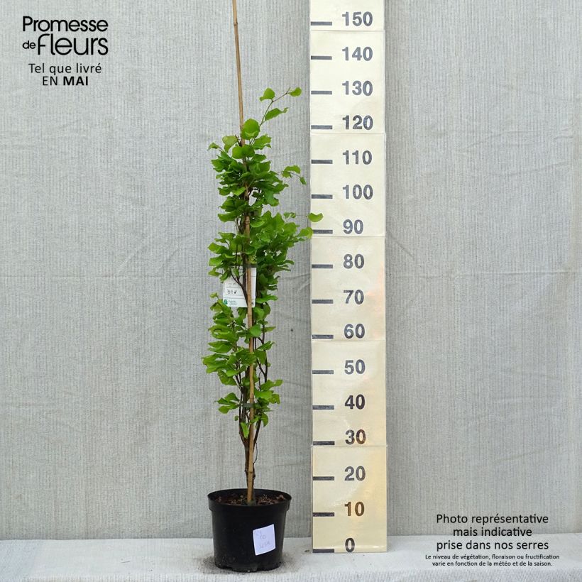 Fagus sylvatica Dawyck Gold - Beech 4L/5L pot sample as delivered in spring
