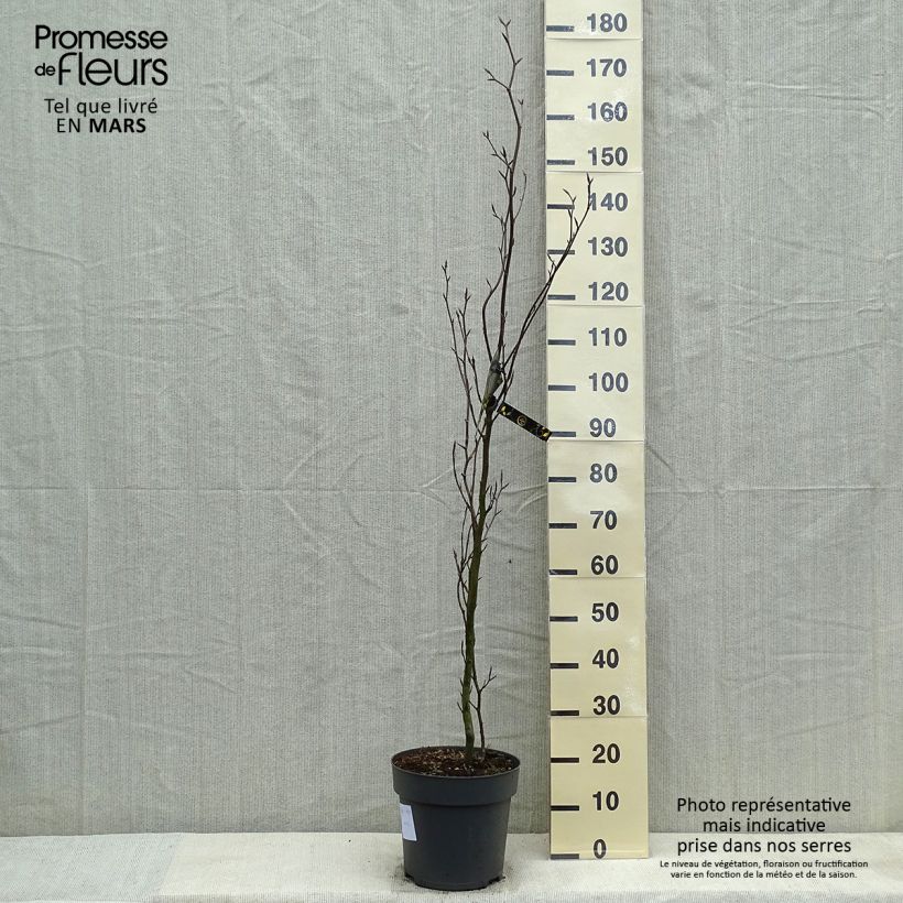 Fagus sylvatica Dawyck - Beech 4L/5L pot sample as delivered in spring