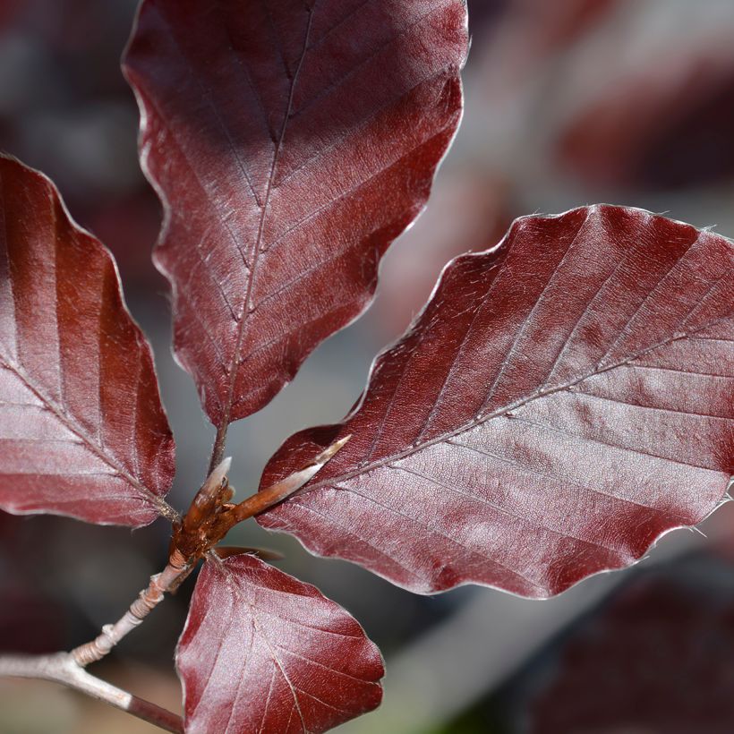 Fagus sylvatica Dawyck Purple - Beech (Foliage)