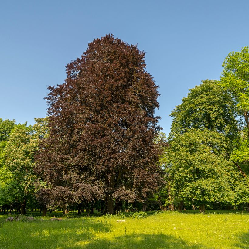 Fagus sylvatica Dawyck Purple - Beech (Plant habit)