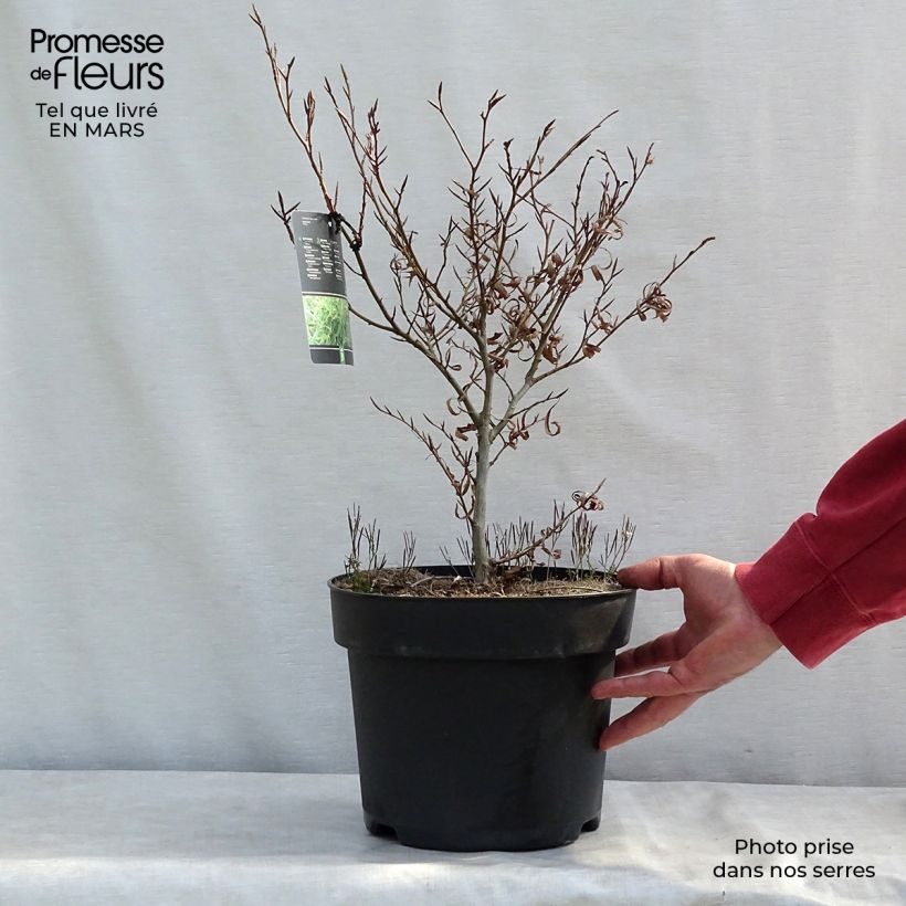 Fagus sylvatica Mercedes - Beech 4L/5L pot sample as delivered in winter
