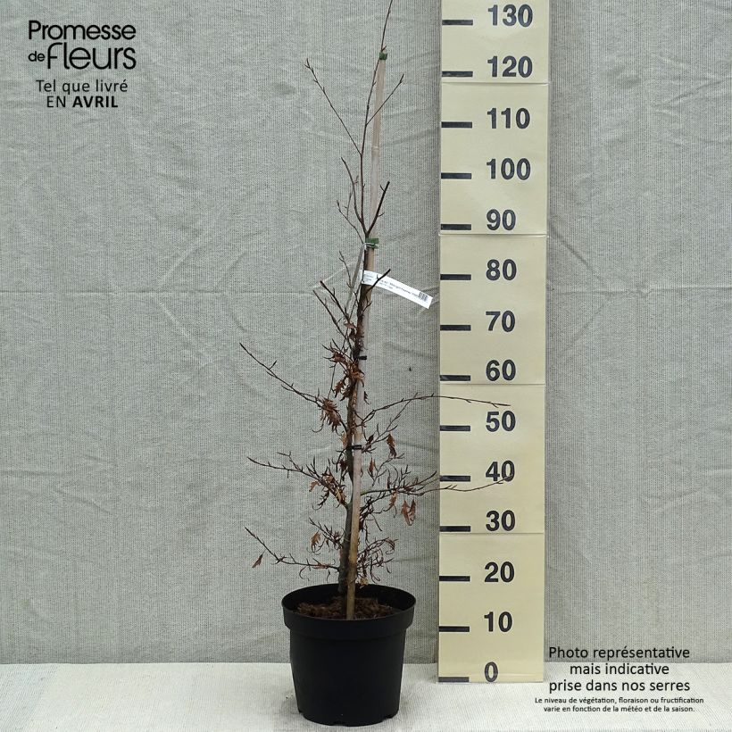 Fagus sylvatica Midnight Feather - Beech 4L/5L pot sample as delivered in spring