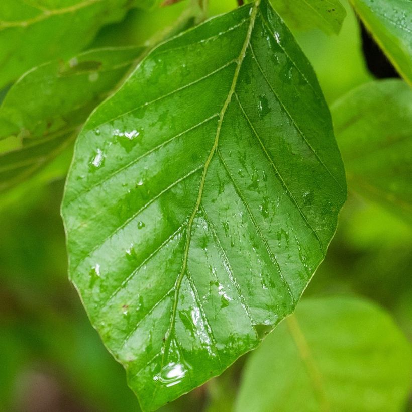 Fagus sylvatica Pendula (Foliage)