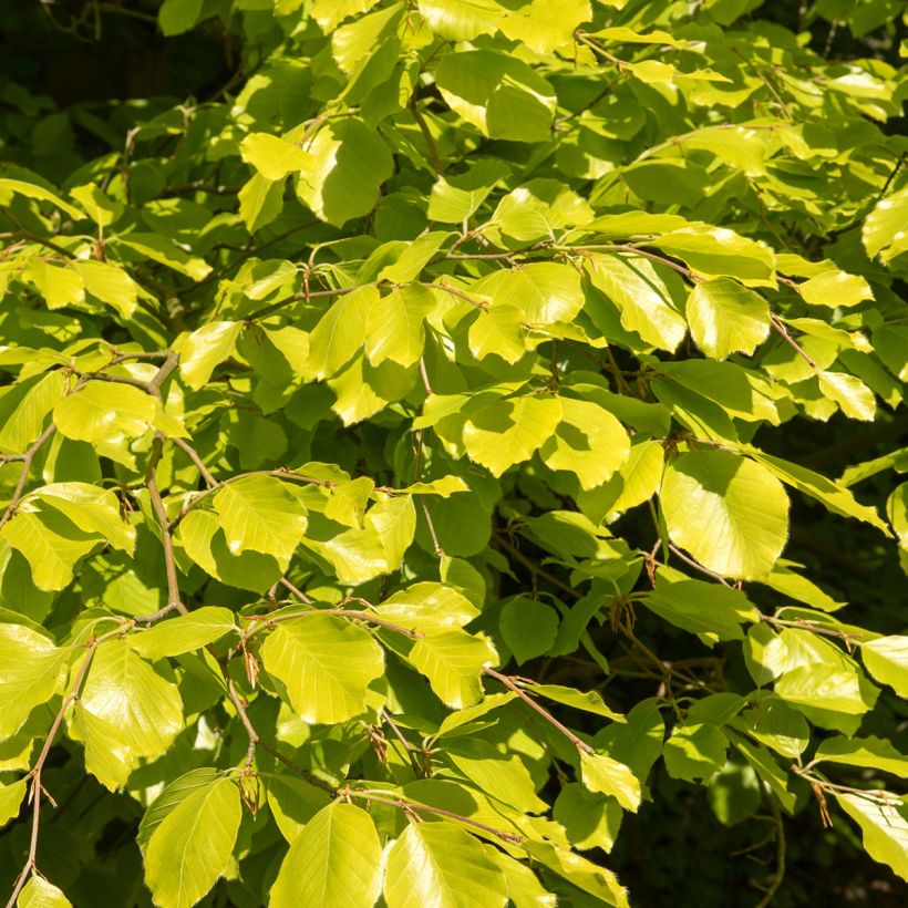 Fagus sylvatica Zlatia (Foliage)
