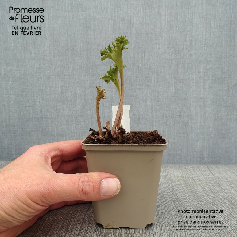 Farfugium japonicum Wavy Gravy 8/9 cm pot sample as delivered in winter