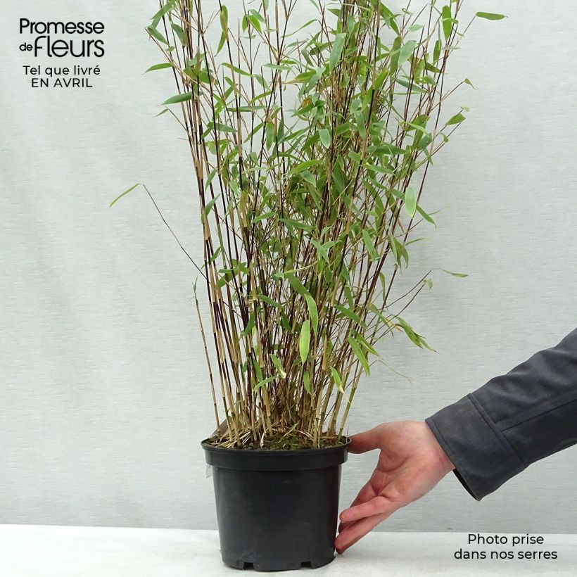 Fargesia Winter Joy - Non-running Bamboo 2L/3L pot sample as delivered in spring