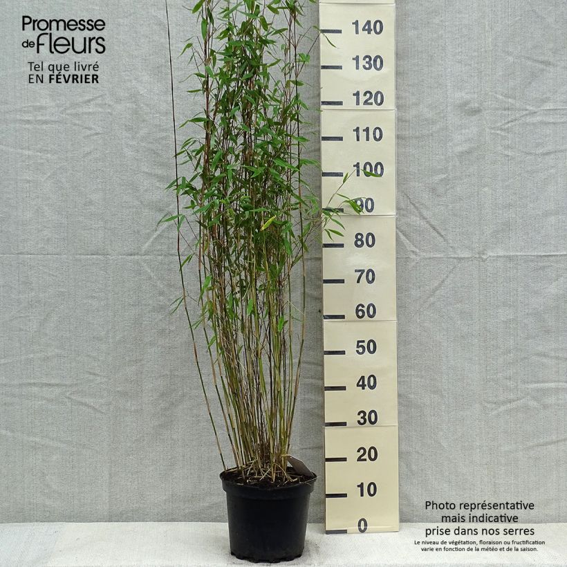 Fargesia Winter Joy - Non-running Bamboo 7.5L/10L pot sample as delivered in winter