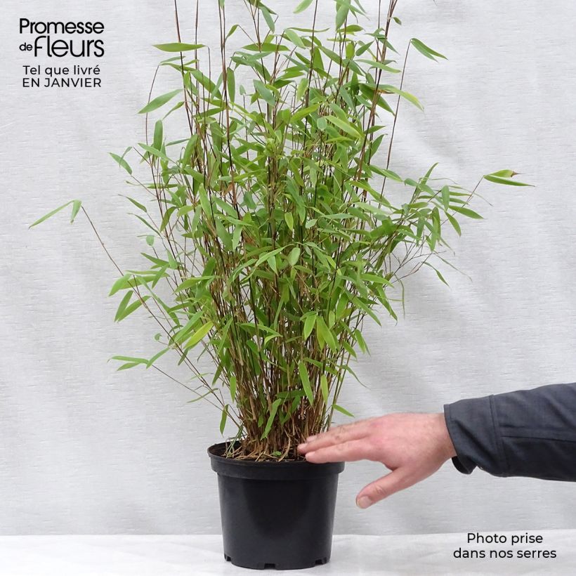 Fargesia Winter Joy - Non-running Bamboo 4L/5L pot sample as delivered in winter