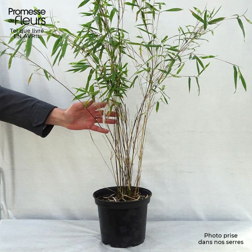 Fargesia Winter Joy - Non-running Bamboo 4L/5L pot sample as delivered in spring