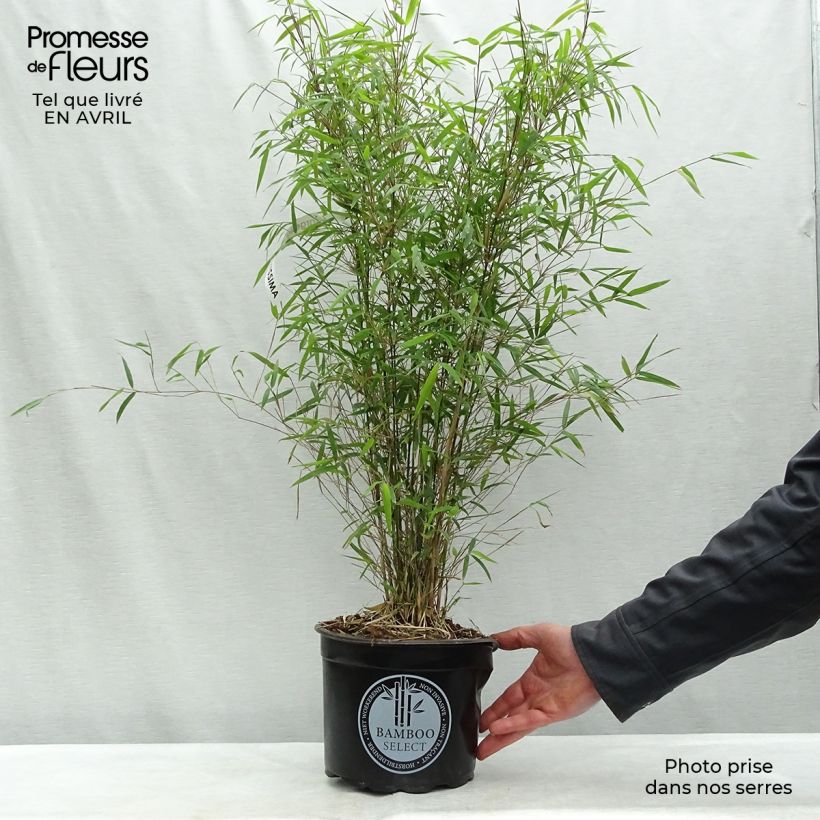 Fargesia angustissima 4L/5L pot sample as delivered in spring