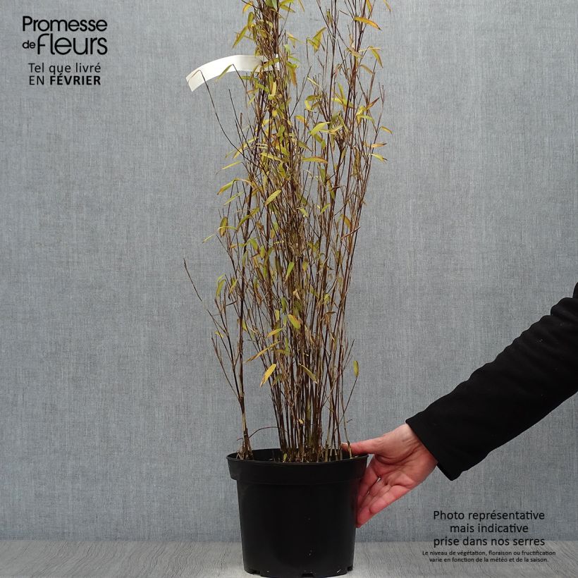 Fargesia demissa Gerry 4L/5L pot sample as delivered in winter