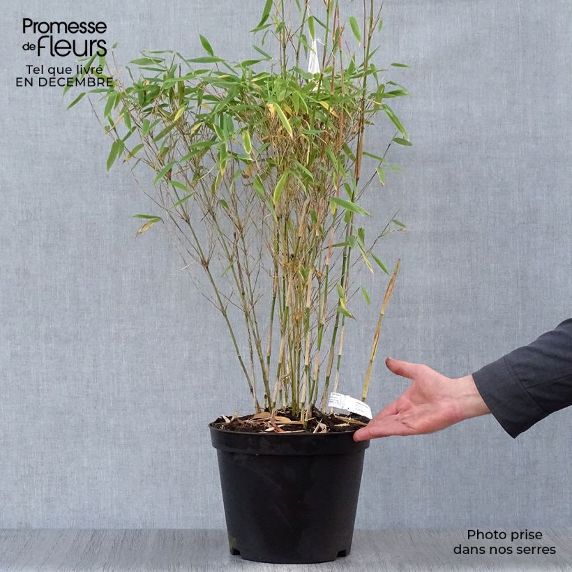 Fargesia murielae Dino - Non-running bamboo 7.5L/10L pot sample as delivered in winter