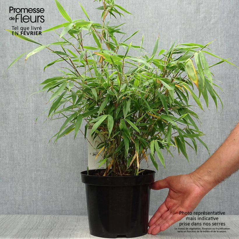 Fargesia robusta Tauro 4L/5L pot sample as delivered in autumn