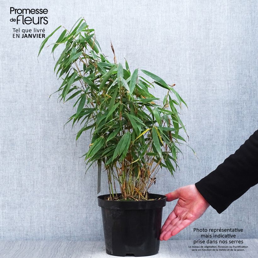 Fargesia robusta Tauro 4L/5L pot sample as delivered in winter