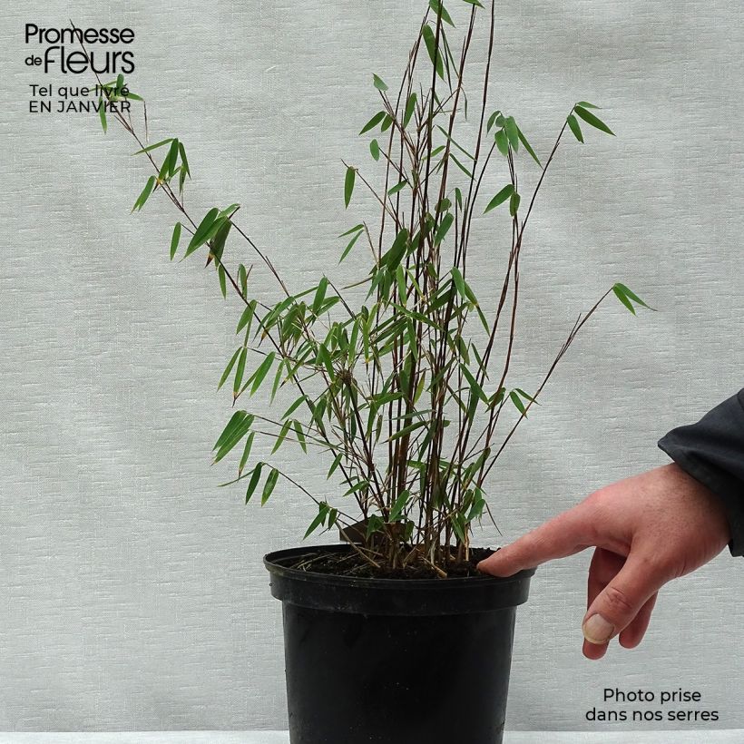 Fargesia nitida Jiu - Non-running Bamboo 2L/3L pot sample as delivered in winter