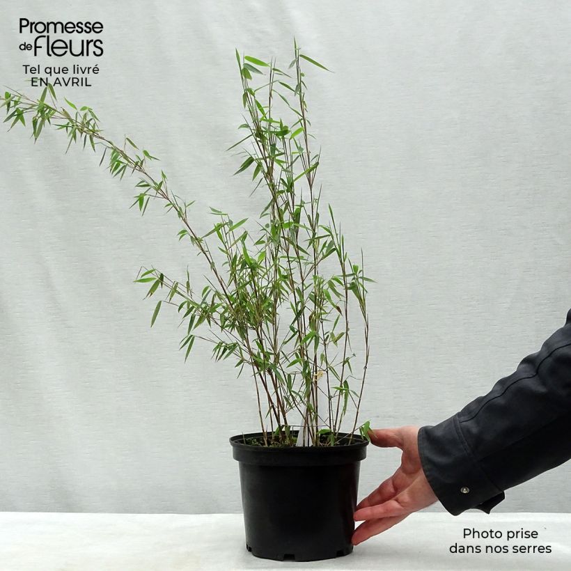 Fargesia nitida Jiu - Non-running Bamboo 2L/3L pot sample as delivered in spring
