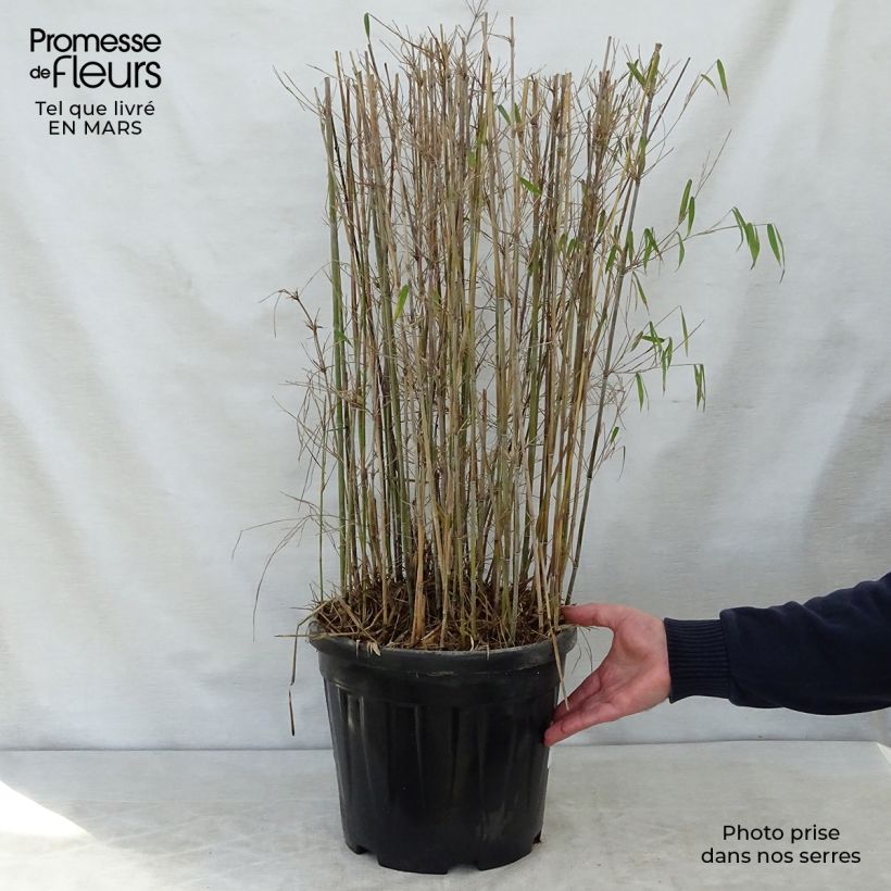 Fargesia nitida Jiu - Non-running Bamboo 7.5L/10L pot sample as delivered in spring