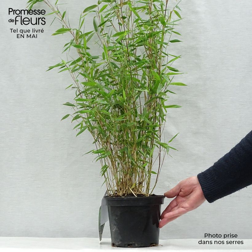 Fargesia nitida Obelisk - Non-running Bamboo 2L/3L pot sample as delivered in spring