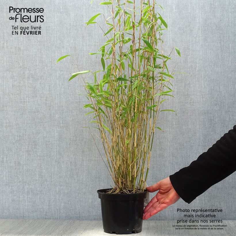 Fargesia nitida Obelisk - Non-running Bamboo 2L/3L pot sample as delivered in winter