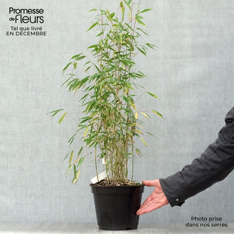 Fargesia nitida Obelisk - Non-running Bamboo 4L/5L pot sample as delivered in winter