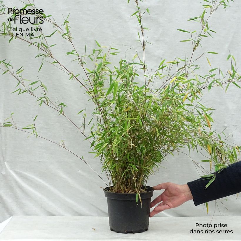 Fargesia nitida Obelisk - Non-running Bamboo 4L/5L pot sample as delivered in spring