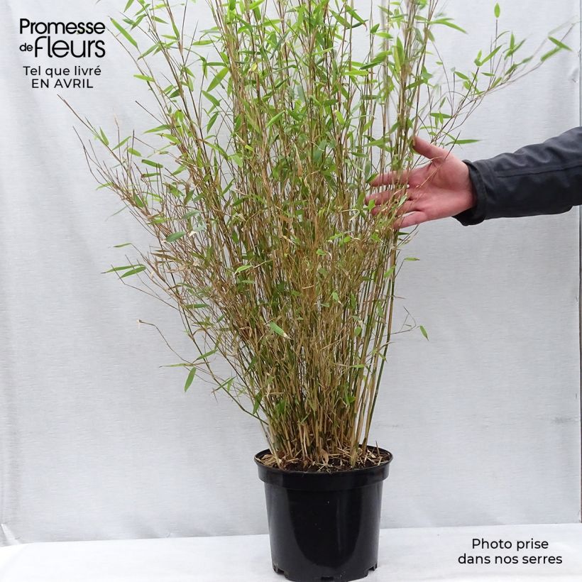 Fargesia nitida Obelisk - Non-running Bamboo 7.5L/10L pot sample as delivered in spring