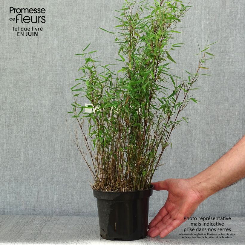 Fargesia nitida Red Dragon - Non-running bamboo 2L/3L pot sample as delivered in spring