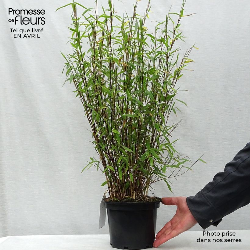 Fargesia nitida Volcano - Non-running Bamboo 2L/3L pot sample as delivered in spring
