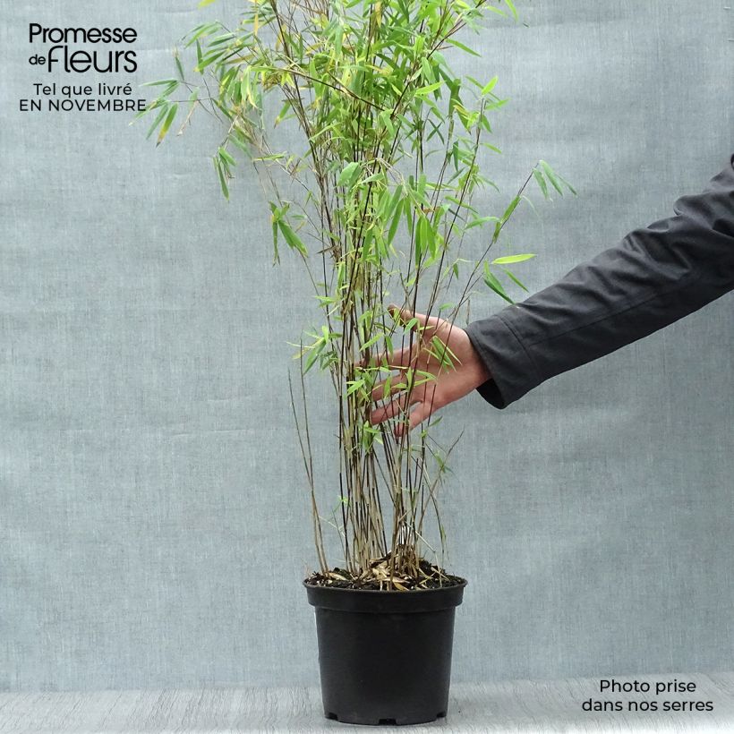 Fargesia nitida Volcano - Non-running Bamboo 4L/5L pot sample as delivered in autumn