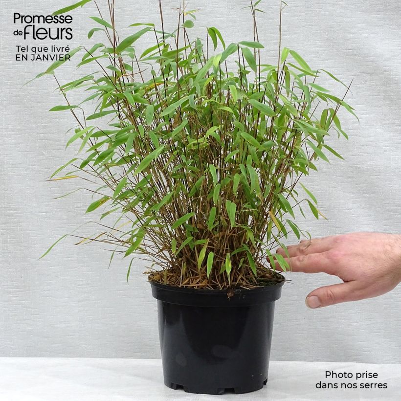 Fargesia nitida Volcano - Non-running Bamboo 2L/3L pot sample as delivered in winter